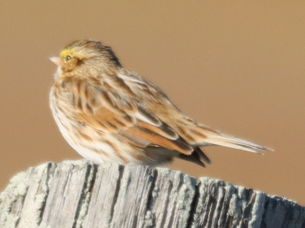 Savannah Sparrow - ML646093830