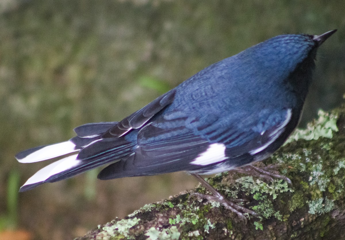 Black-throated Blue Warbler - ML646093832
