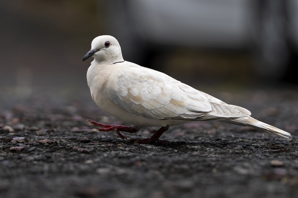 African Collared-Dove - ML646093842
