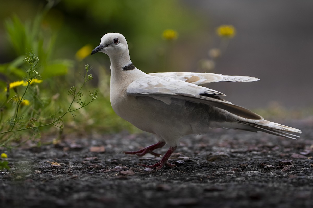 African Collared-Dove - ML646093843