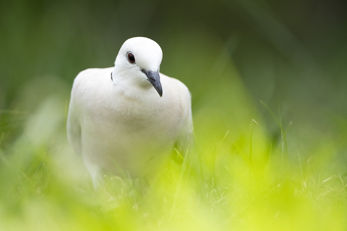 African Collared-Dove - ML646093844