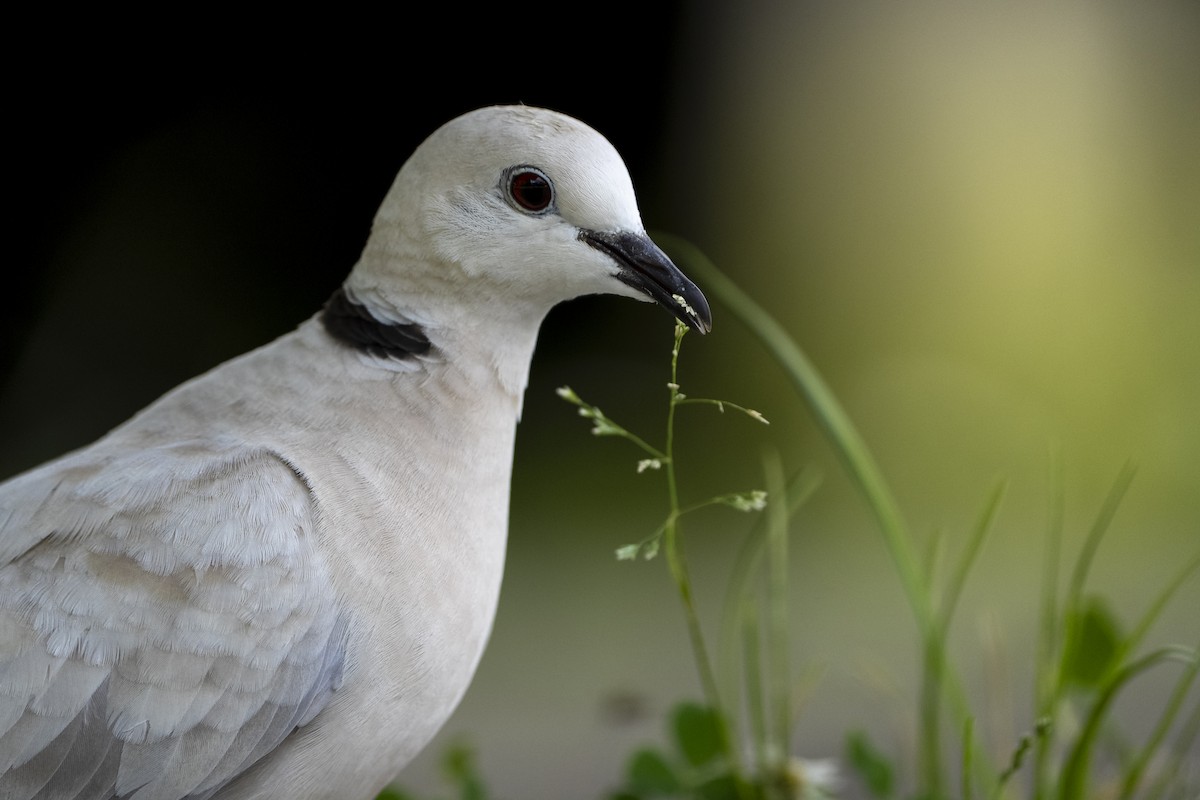 African Collared-Dove - ML646093845