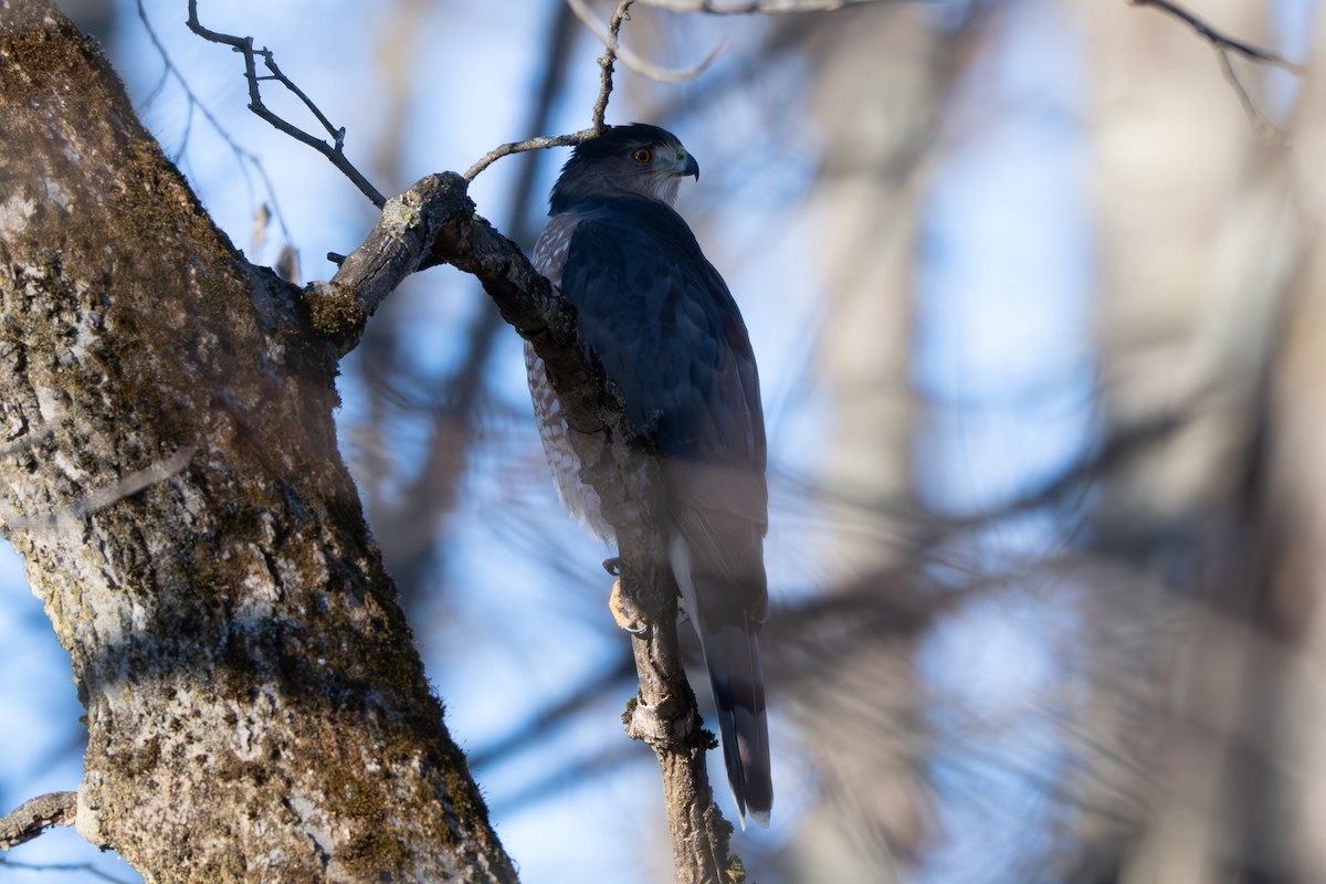 Cooper's Hawk - ML646093846