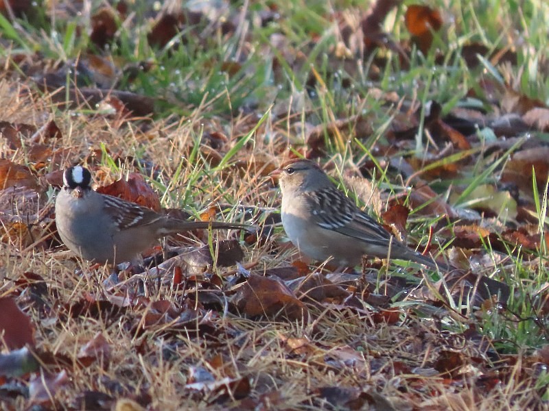 White-crowned Sparrow - ML646093847