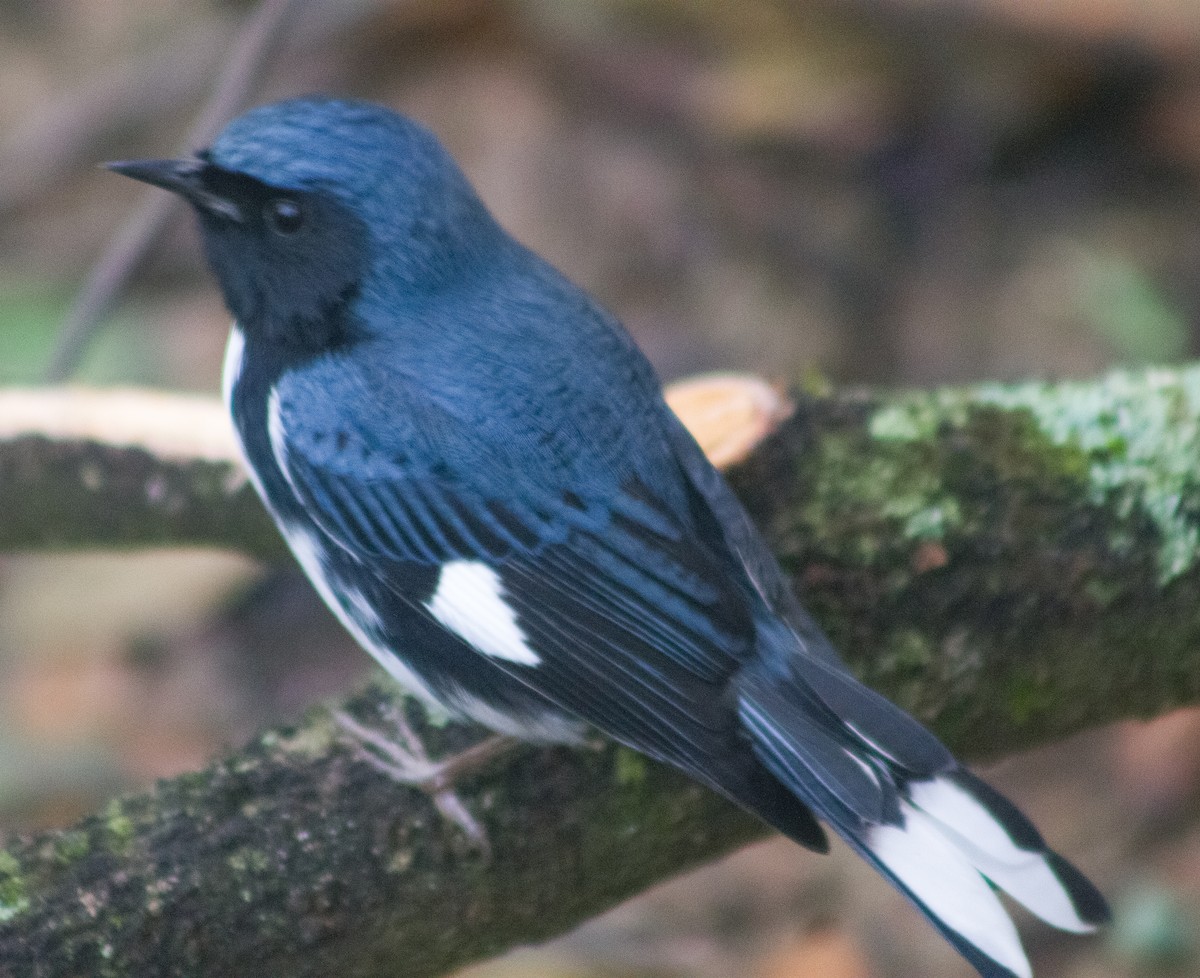 Black-throated Blue Warbler - ML646093848