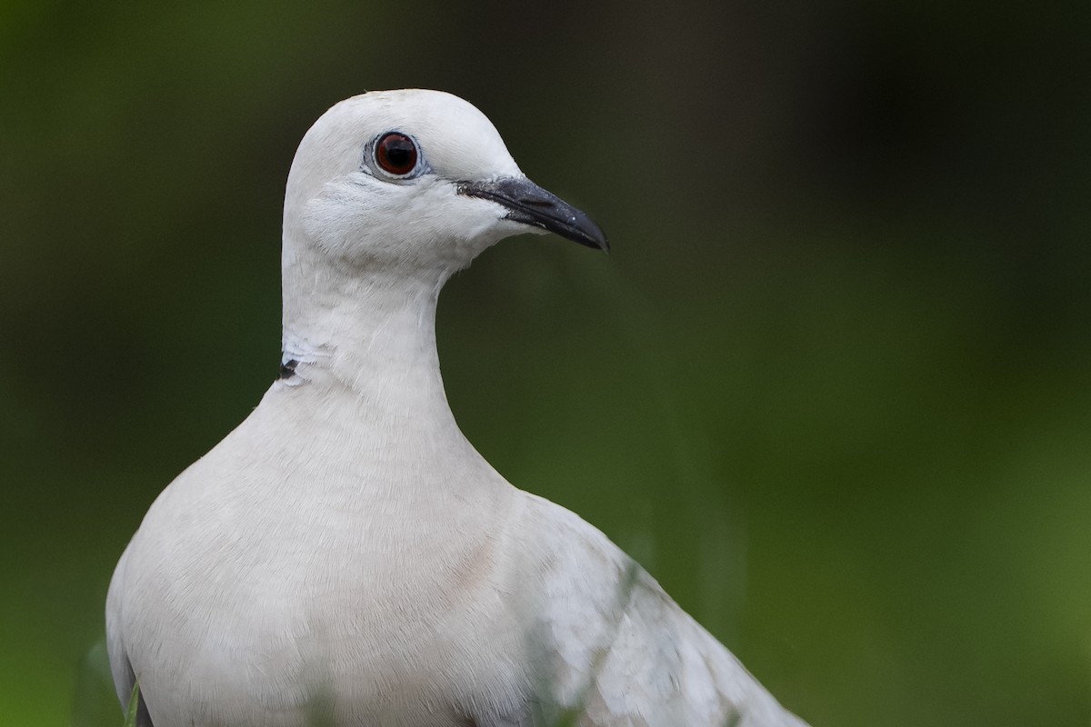 African Collared-Dove - ML646093849