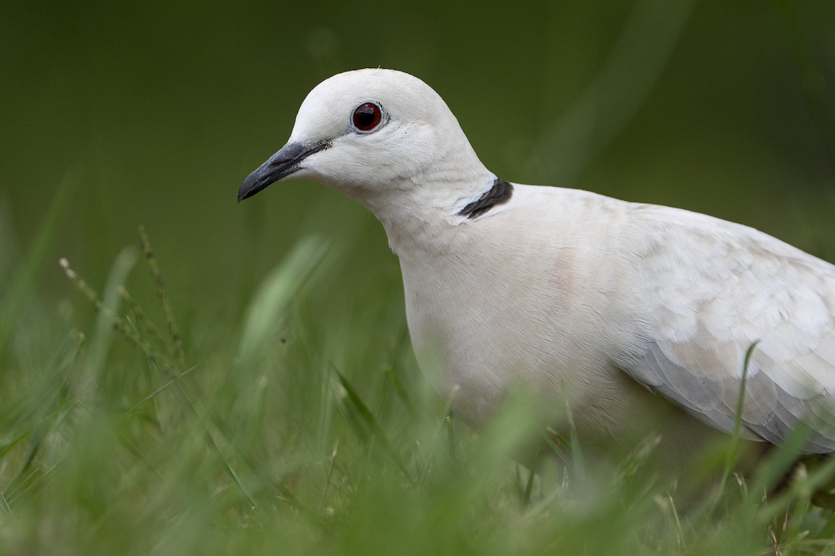 African Collared-Dove - ML646093850