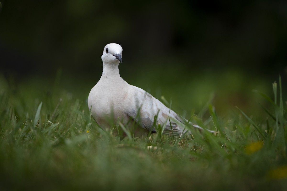 African Collared-Dove - ML646093851