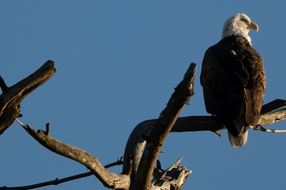 Bald Eagle - ML646093852