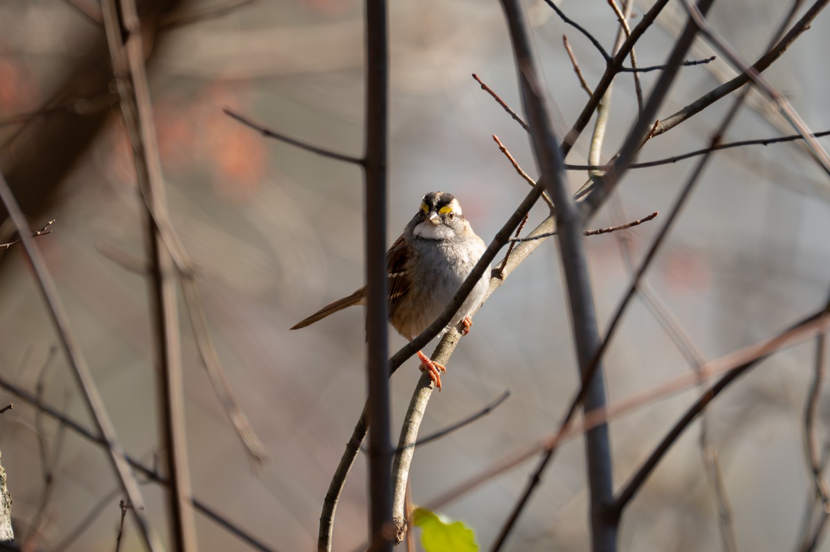 White-throated Sparrow - ML646093853