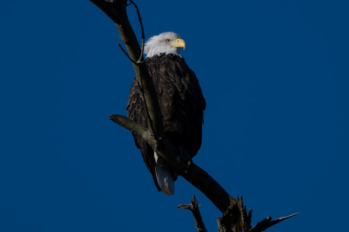 Bald Eagle - ML646093855