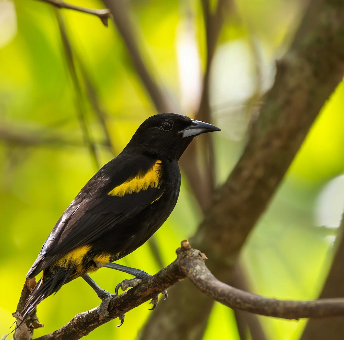 Cuban Oriole - ML646093856