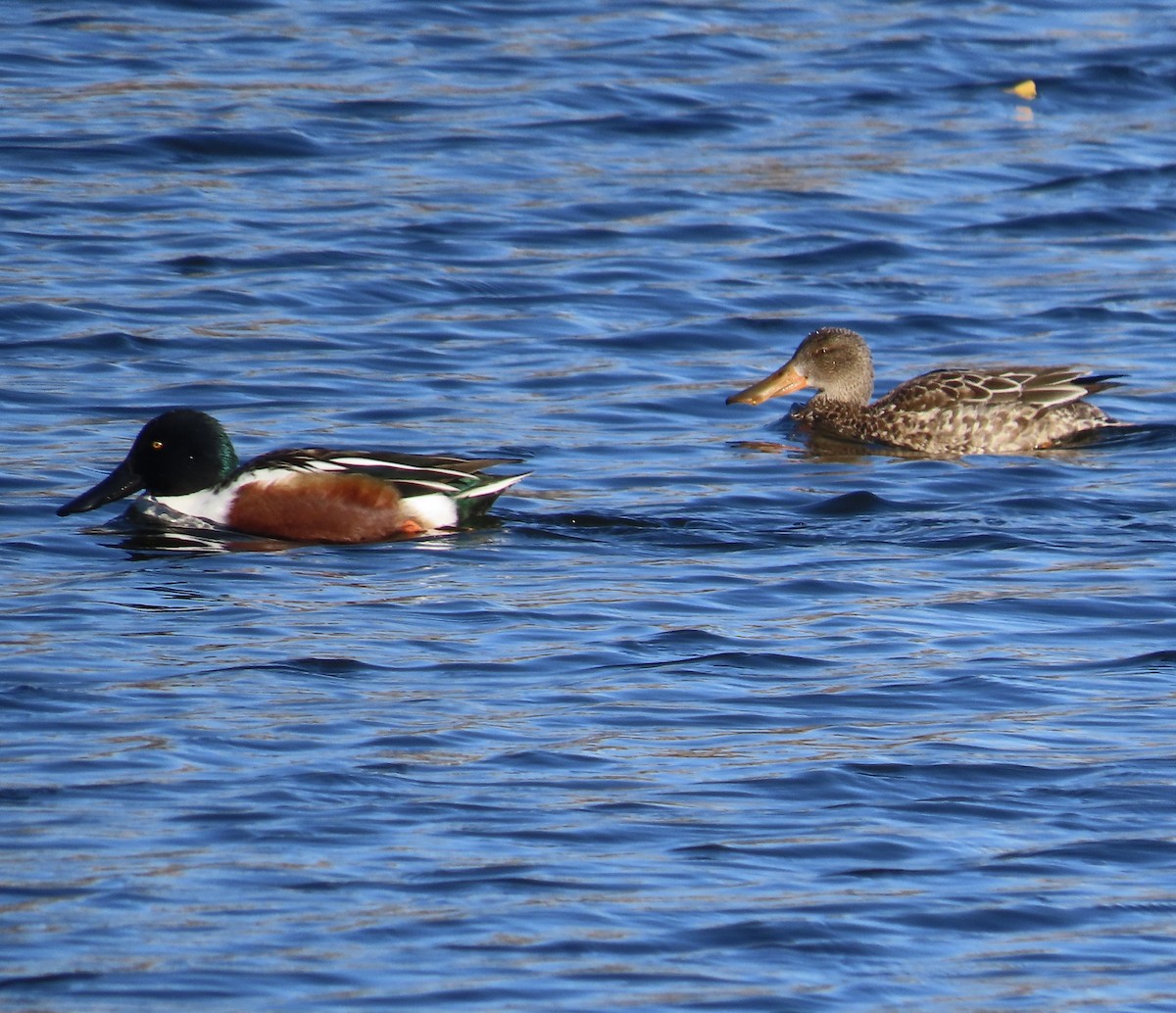 Northern Shoveler - ML646093857