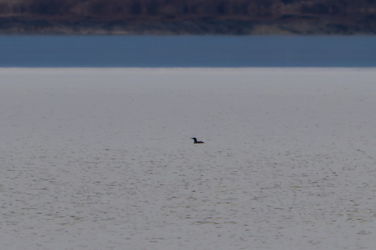 Red-throated Loon - ML646093864