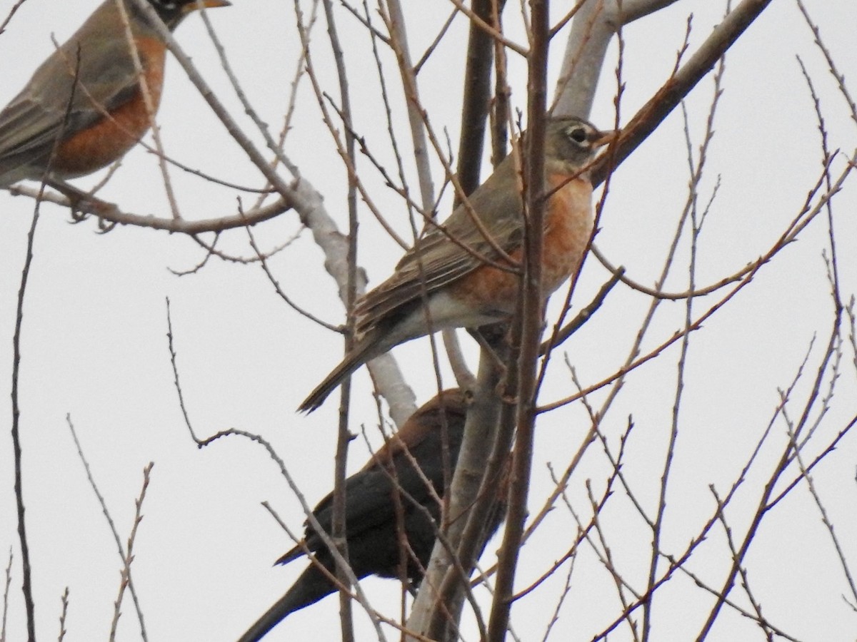 コマツグミ - ML646093866