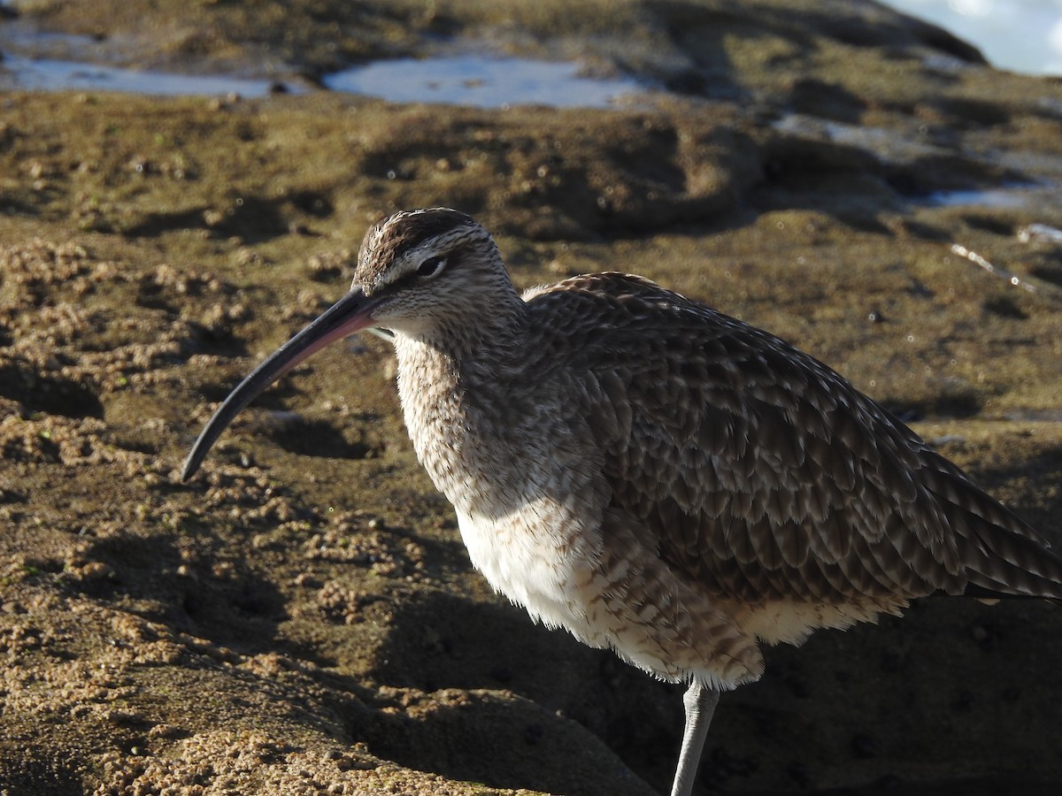 Hudsonian Whimbrel - ML646093867