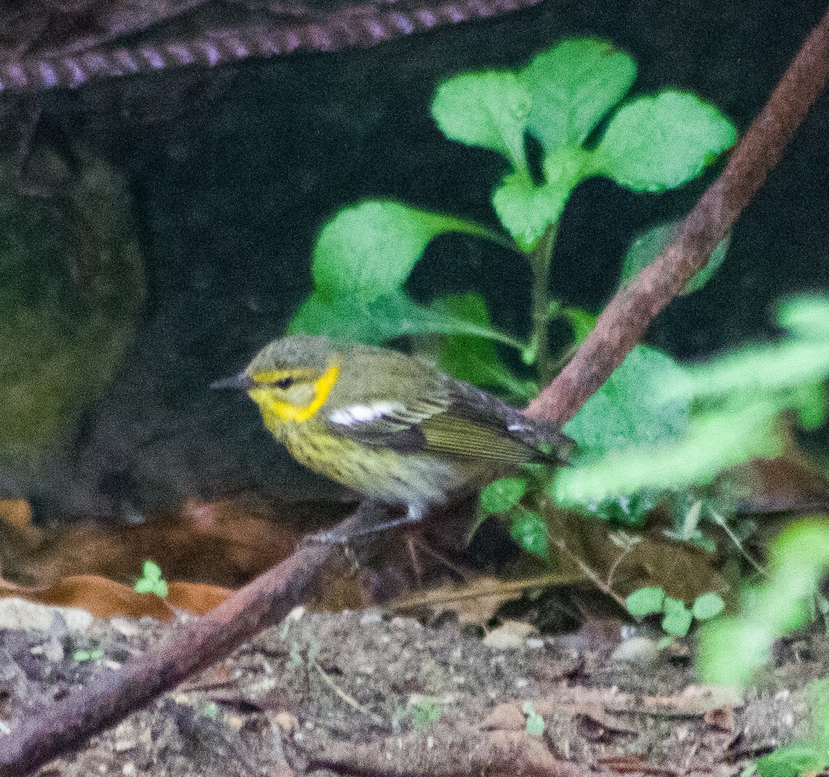 ホオアカアメリカムシクイ - ML646093869