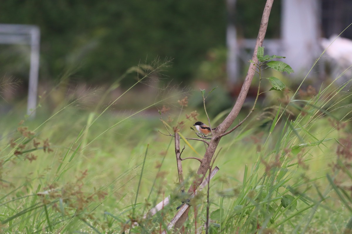 Long-tailed Shrike - ML646093870