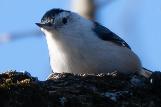 Sittelle à poitrine blanche - ML646093871