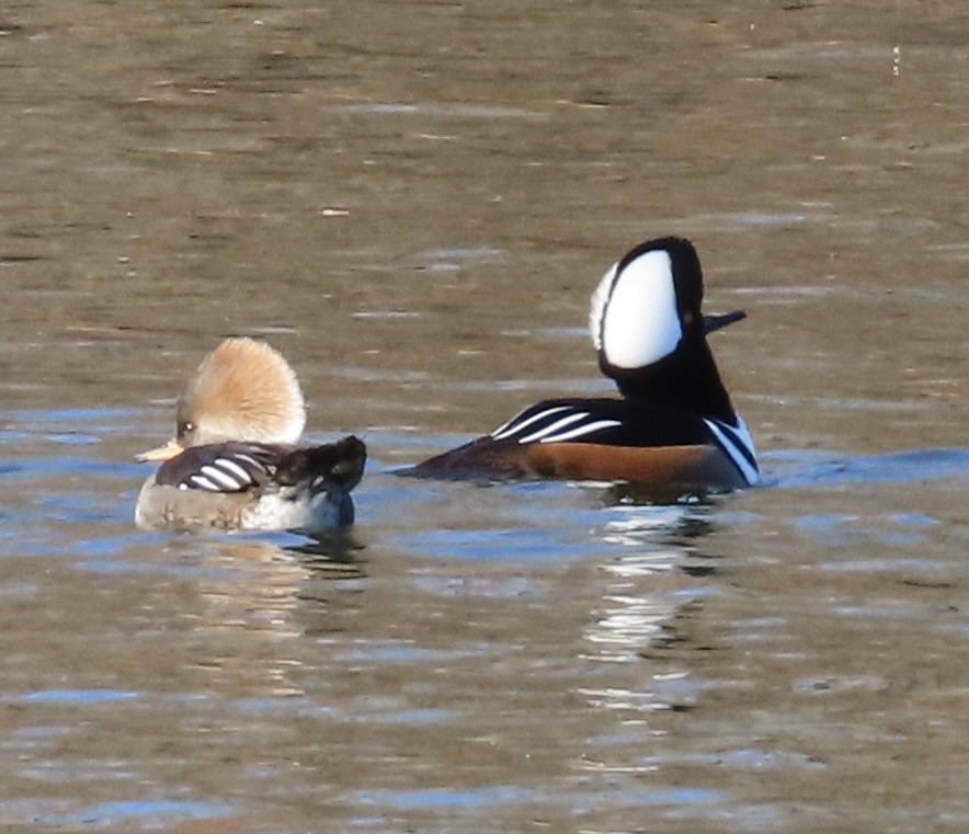 Hooded Merganser - ML646093873