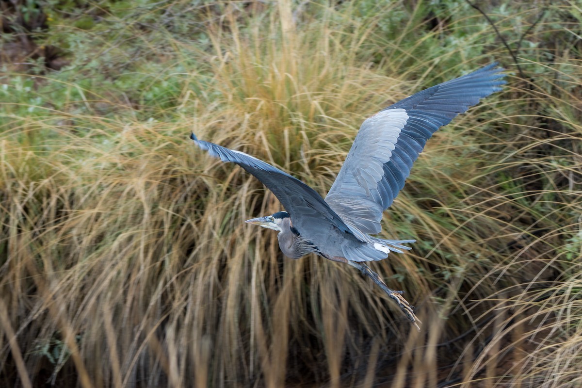 herodiashegre - ML646093874