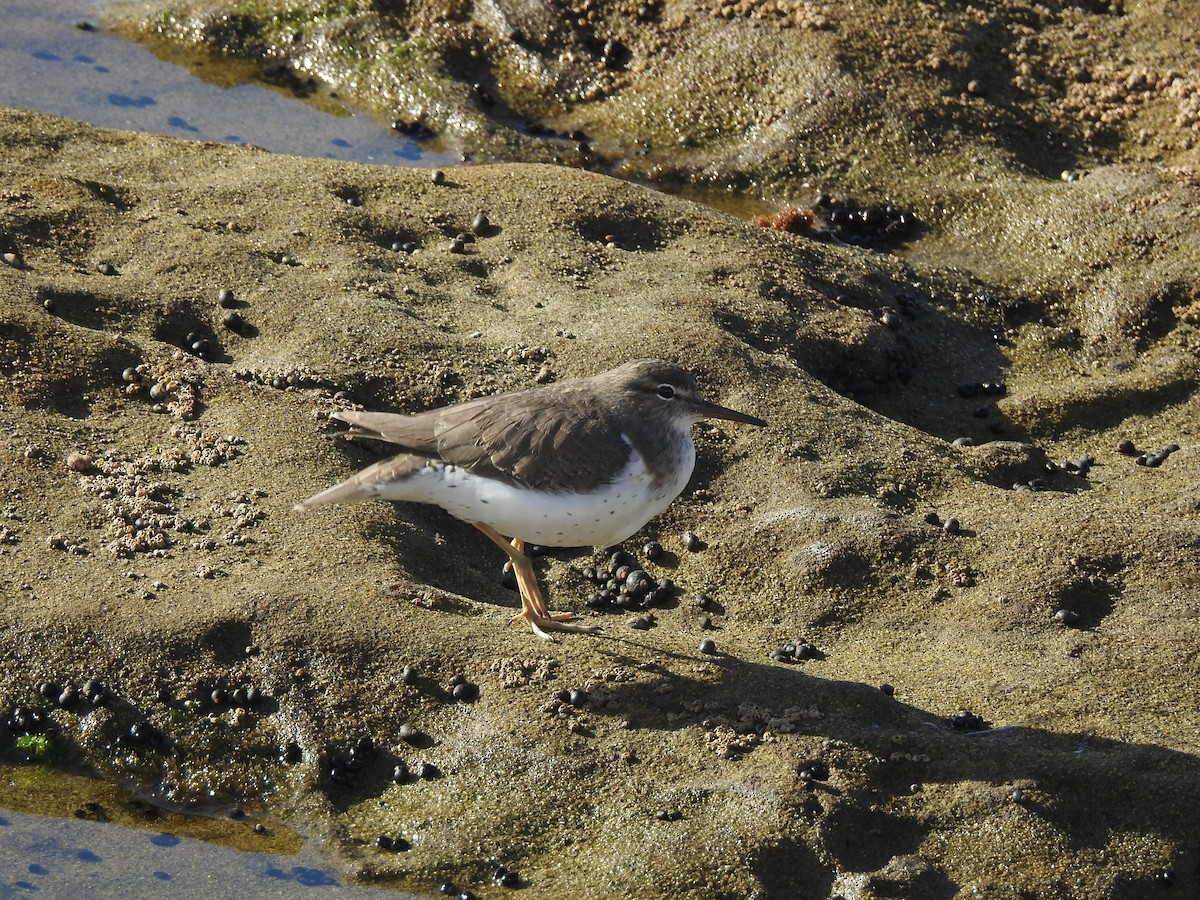 Spotted Sandpiper - ML646093875