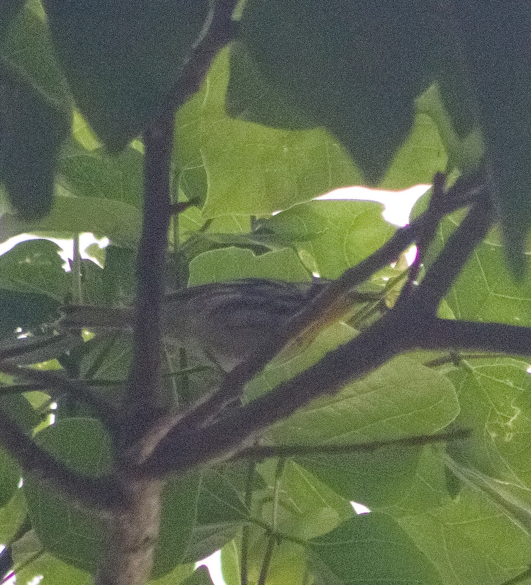 Yellow-throated Warbler - ML646093876