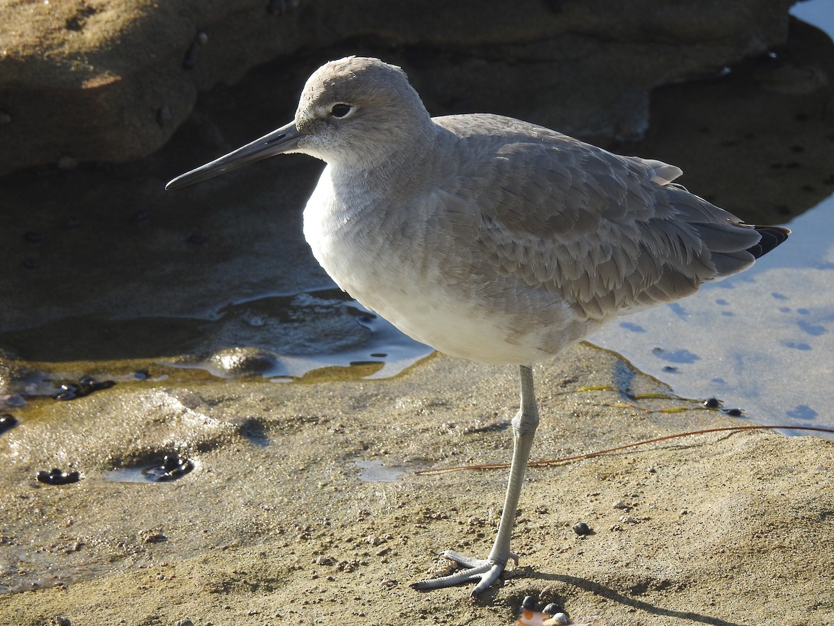 Willet - ML646093878