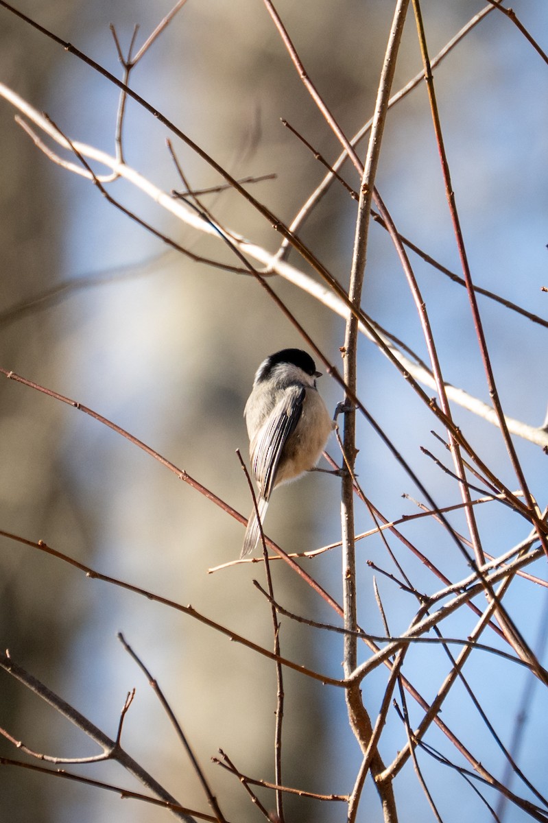 Carolina Chickadee - ML646093879