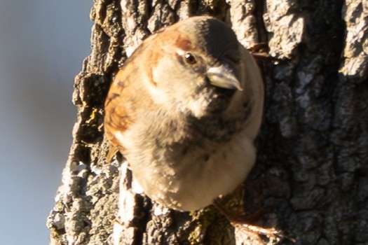 House Sparrow - ML646093881