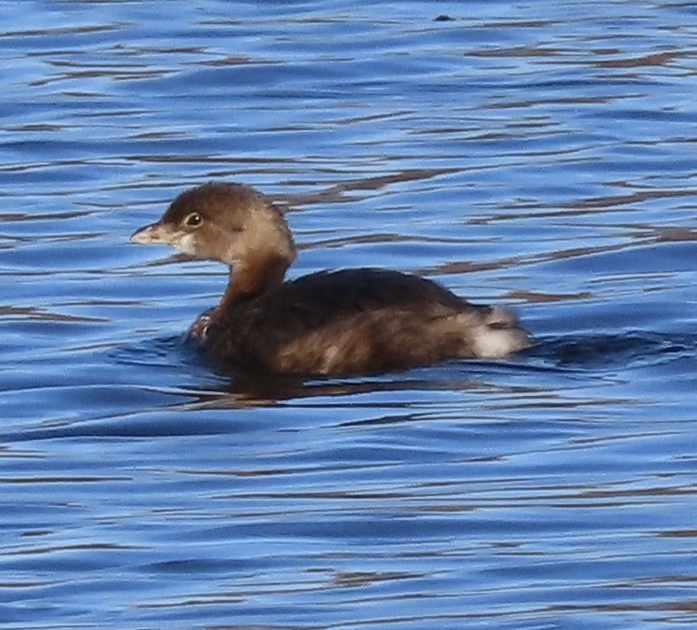 Pied-billed Grebe - ML646093882