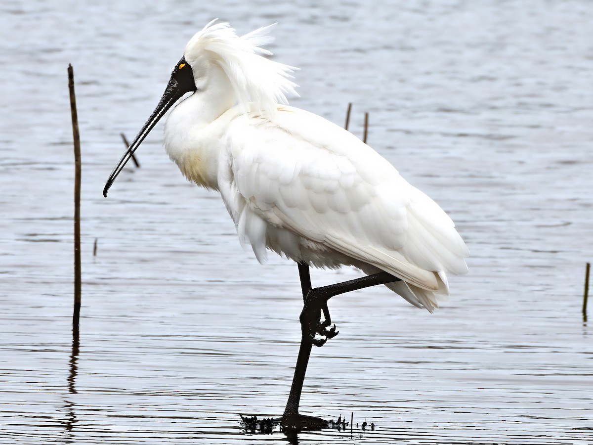 オーストラリアヘラサギ - ML646093886