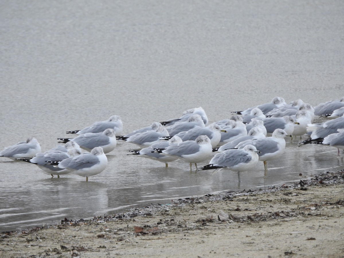 Ring-billed Gull - ML646093905