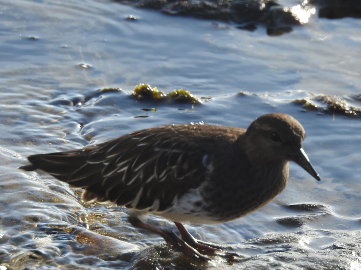 Harri-iraulari iluna - ML646093910