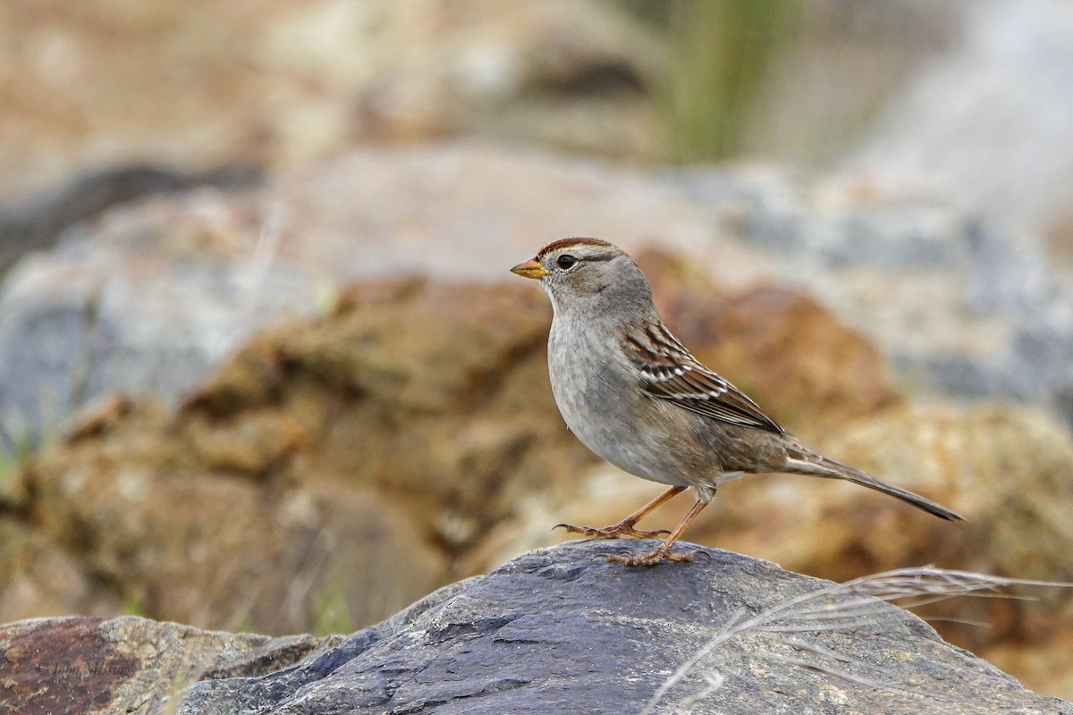 White-crowned Sparrow (Gambel's) - ML646093914
