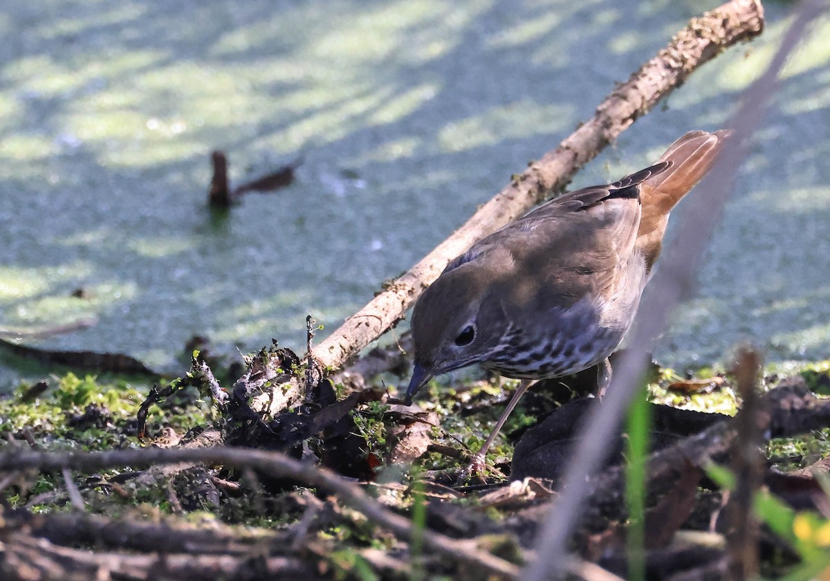 eremittskogtrost - ML646093919