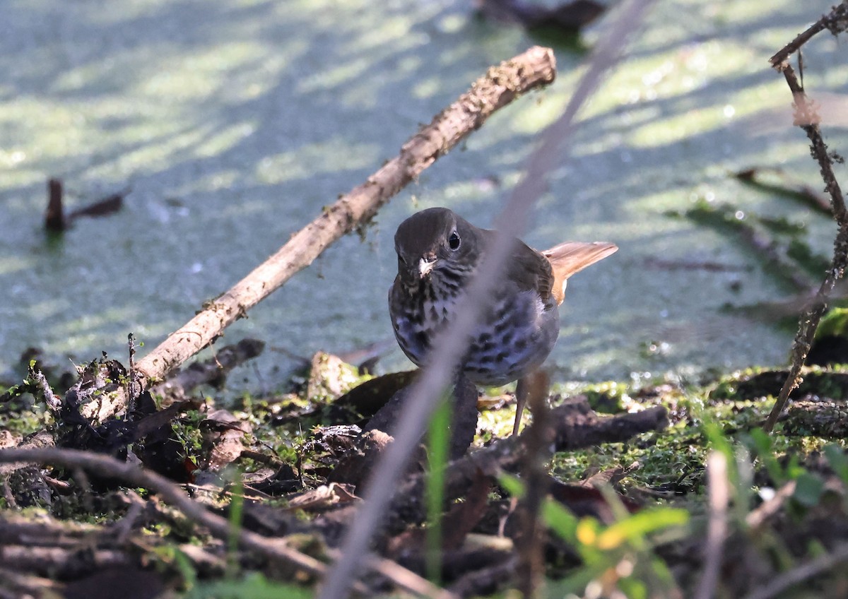 eremittskogtrost - ML646093921