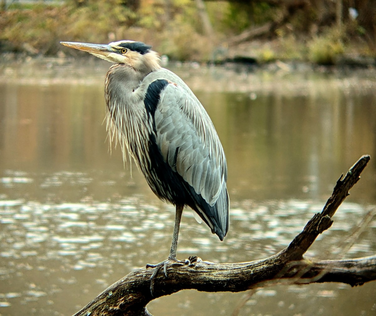 herodiashegre - ML646093924