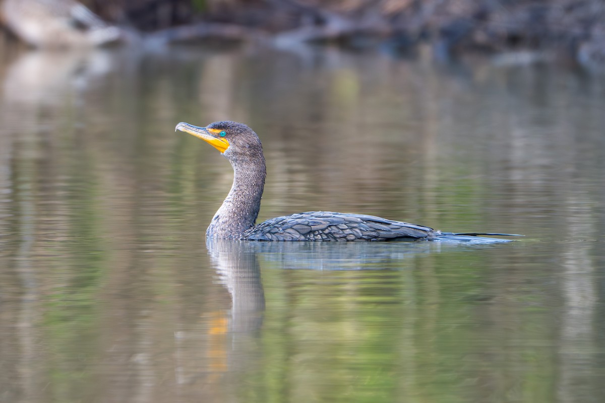 Double-crested Cormorant - ML646093926