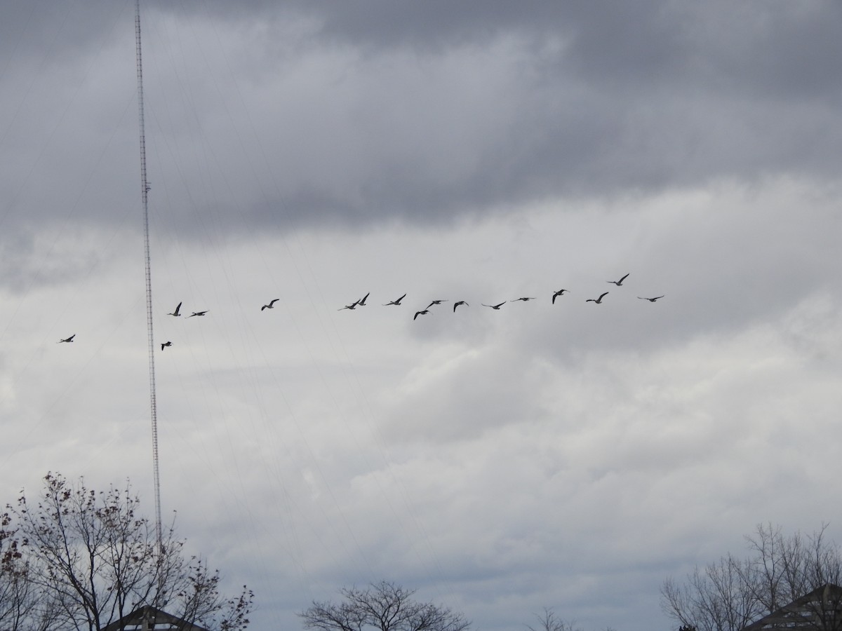 Kanadagans - ML646093927