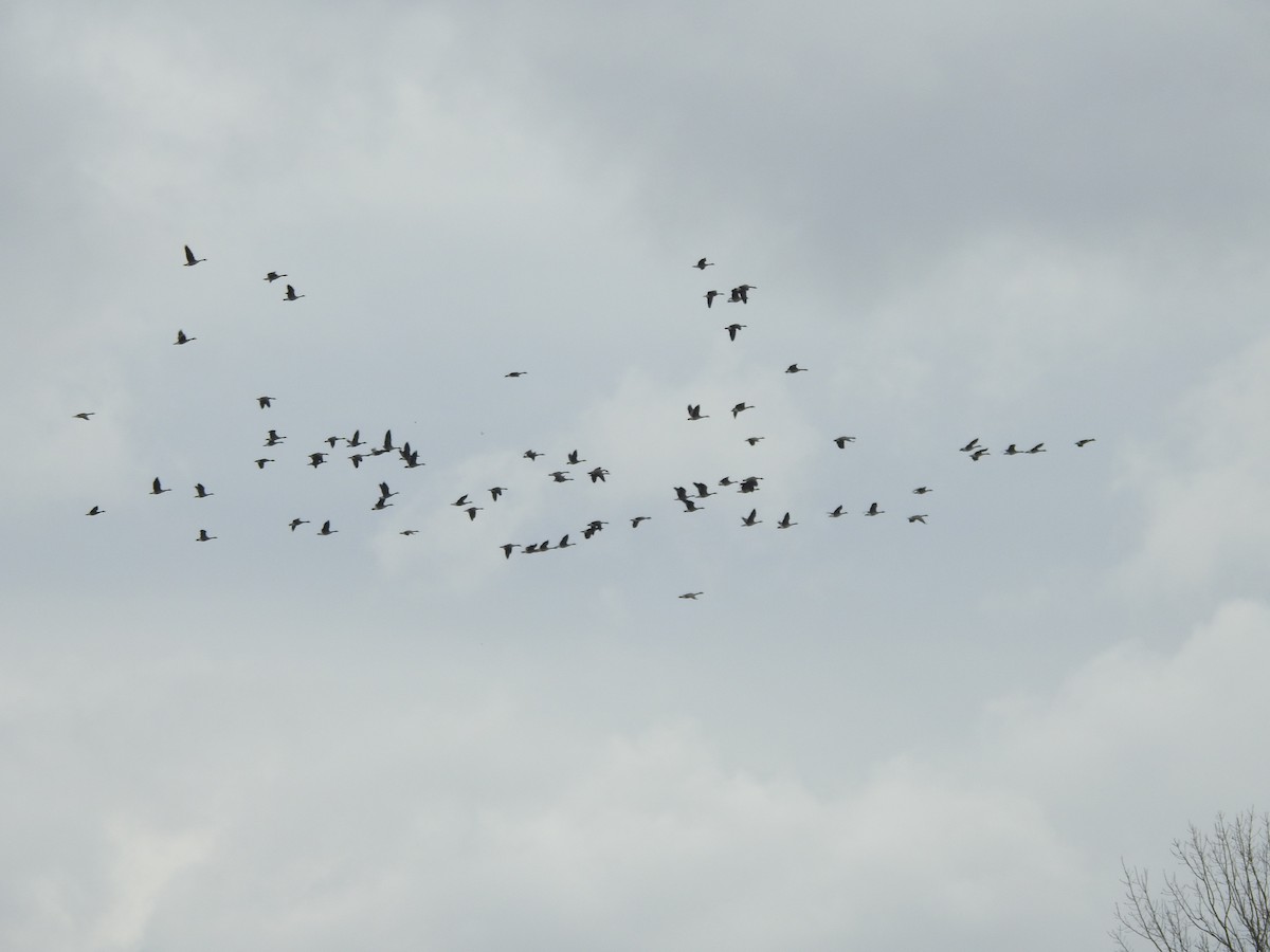 Kanadagans - ML646093928