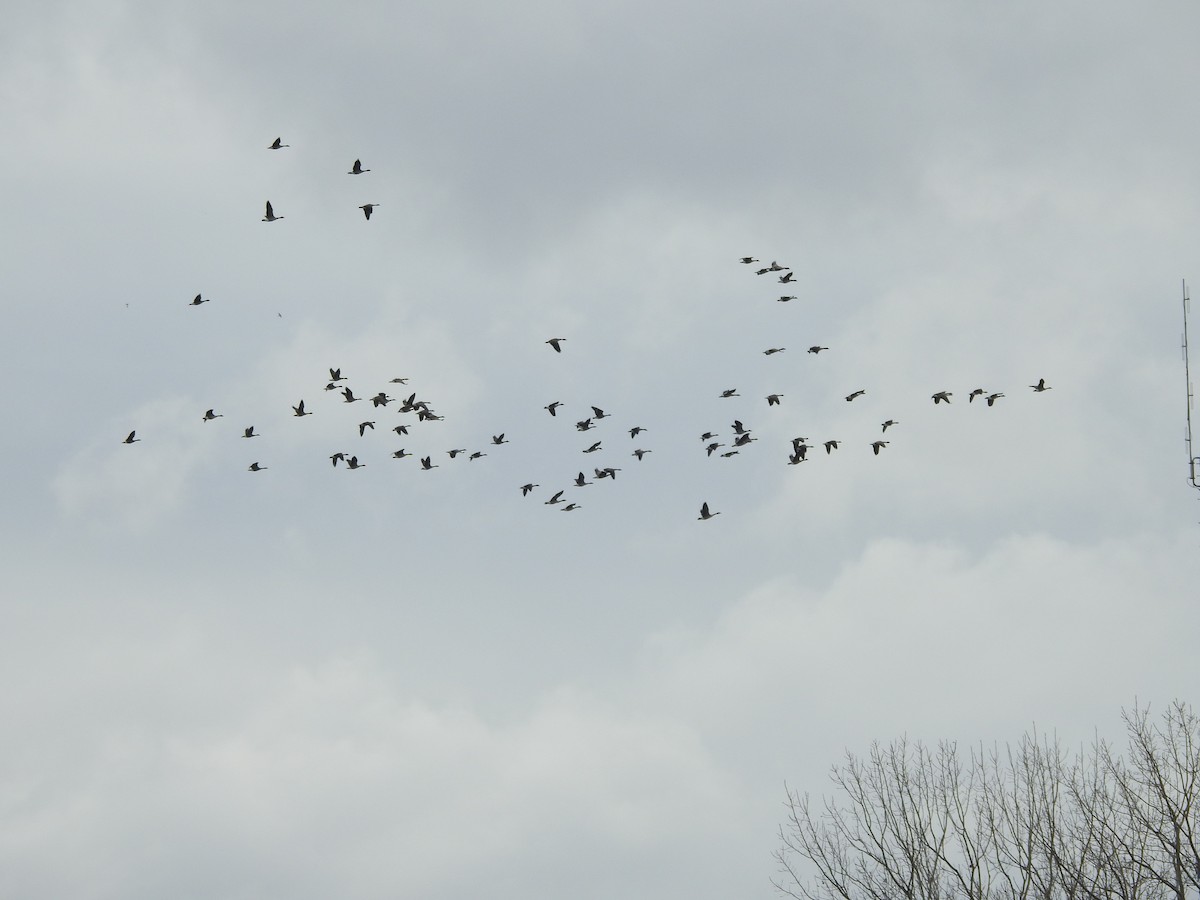 Kanadagans - ML646093929