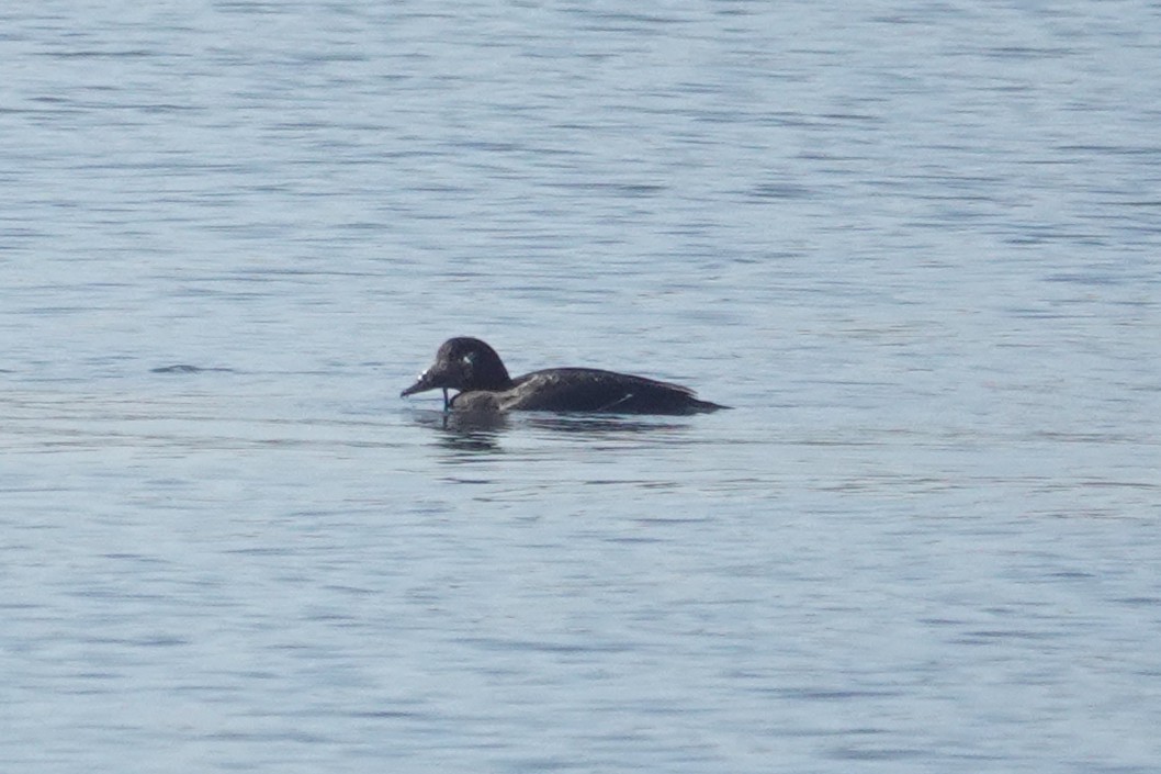 White-winged Scoter - ML646093930
