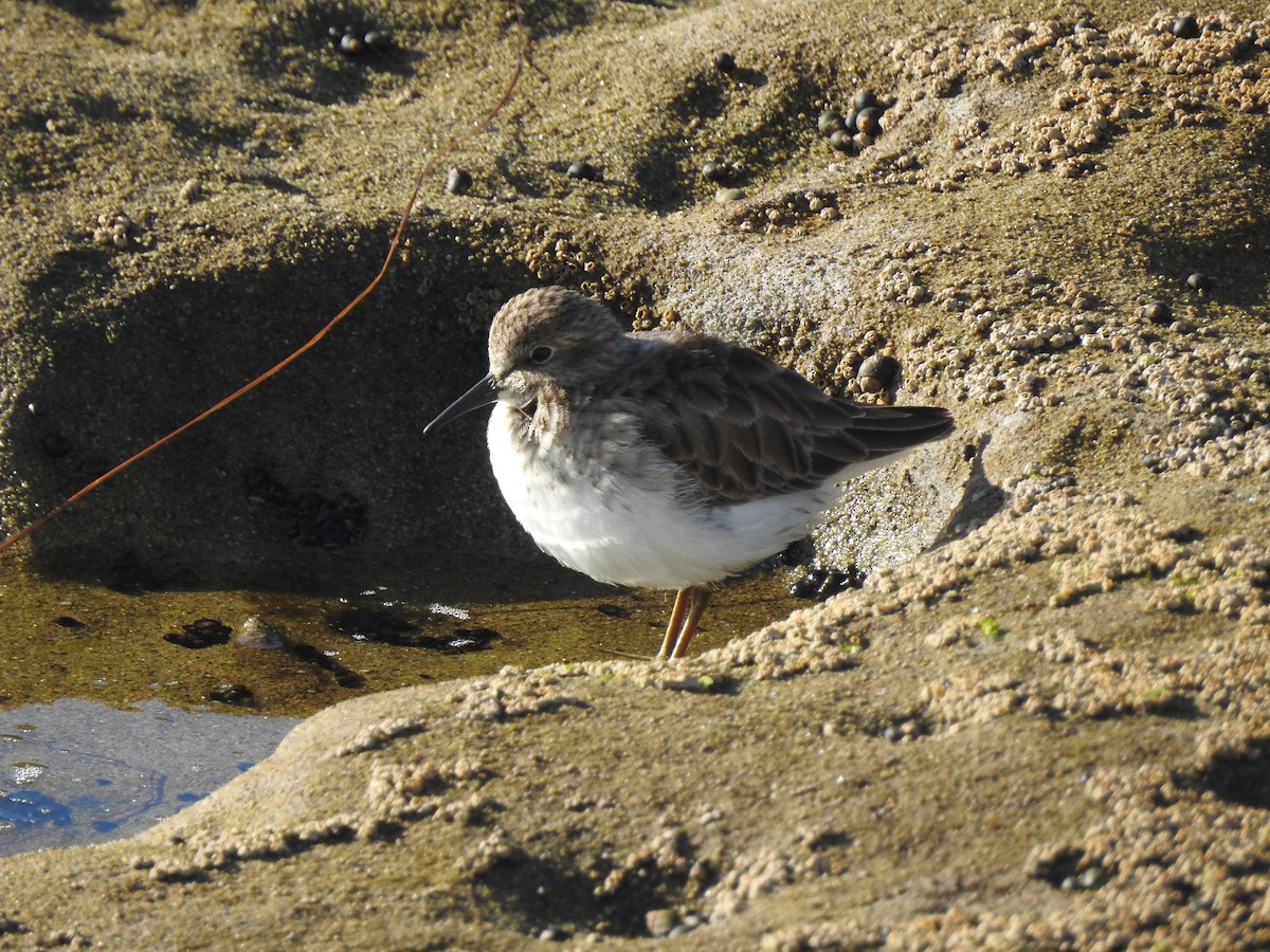 Txirri nanoa - ML646093932