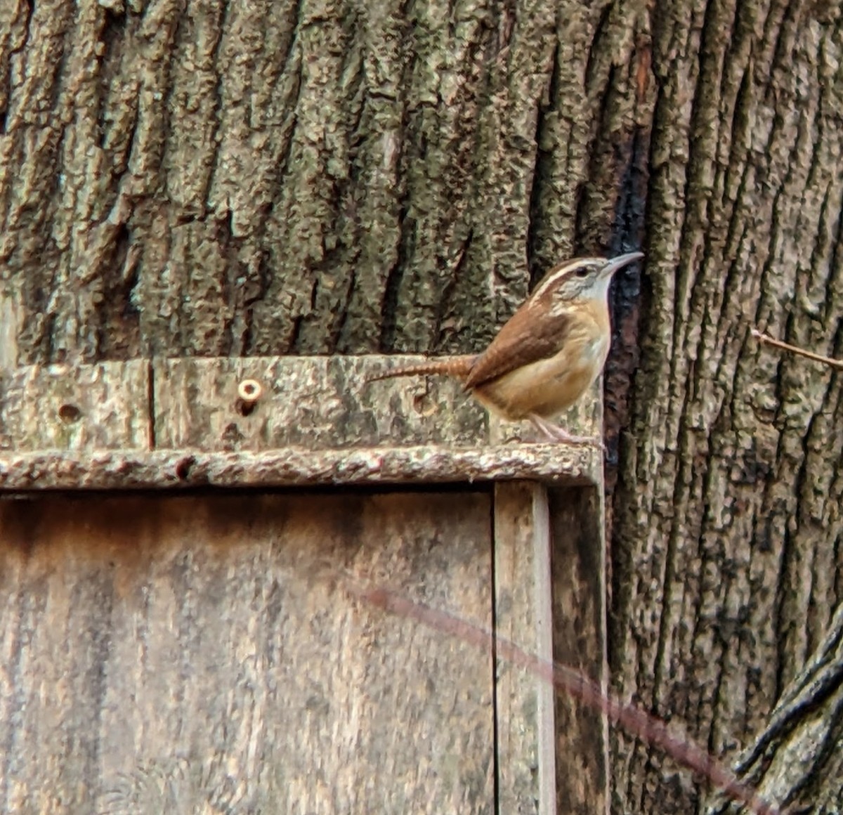 Carolina Wren - ML646093934