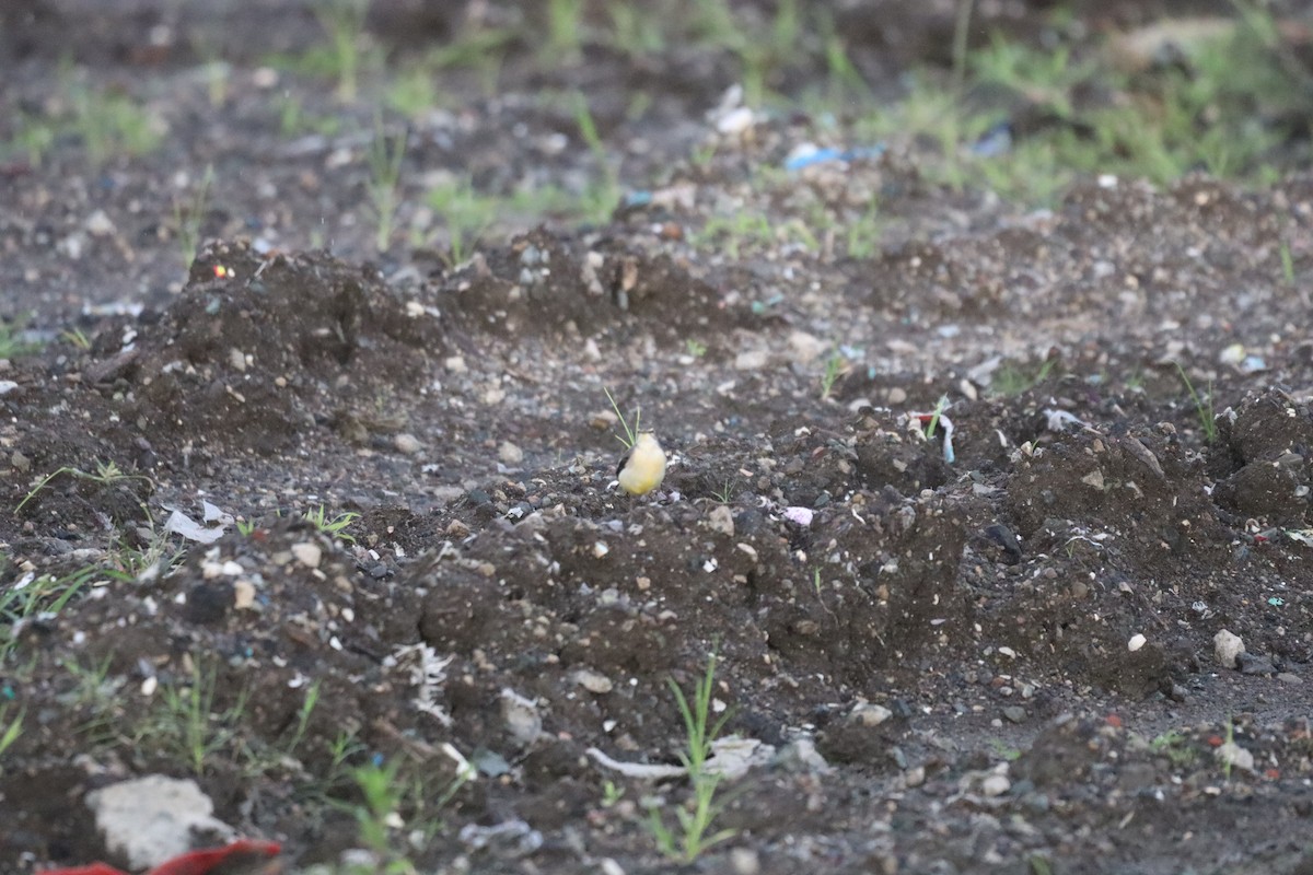 Gray Wagtail - ML646093937