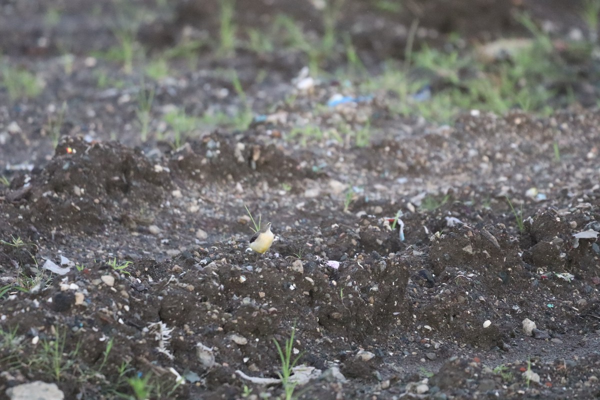 Gray Wagtail - ML646093938