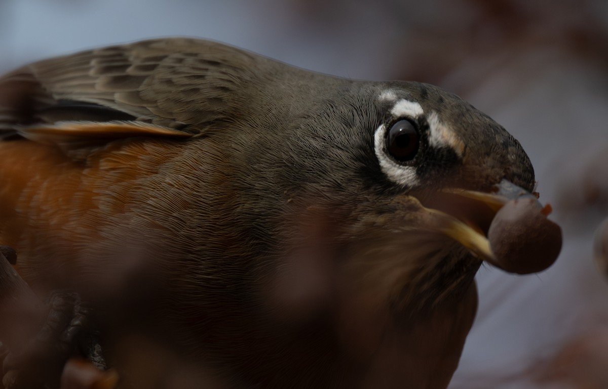 コマツグミ - ML646093939