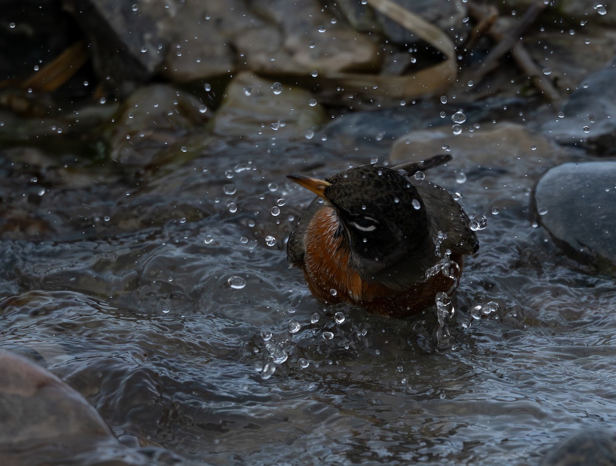 コマツグミ - ML646093940