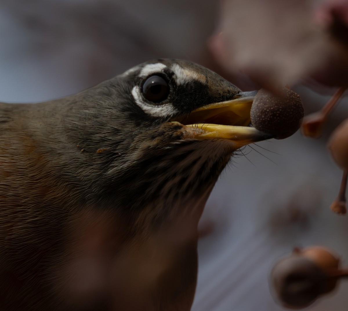 コマツグミ - ML646093942